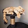 cat, kitten, ginger_cat, cat_tree, stretching, paws, amber_eyes, indoor, pet, feline, cute, playful, fur, whiskers, tail, resting, cozy, soft_texture, animal, domestic_animal