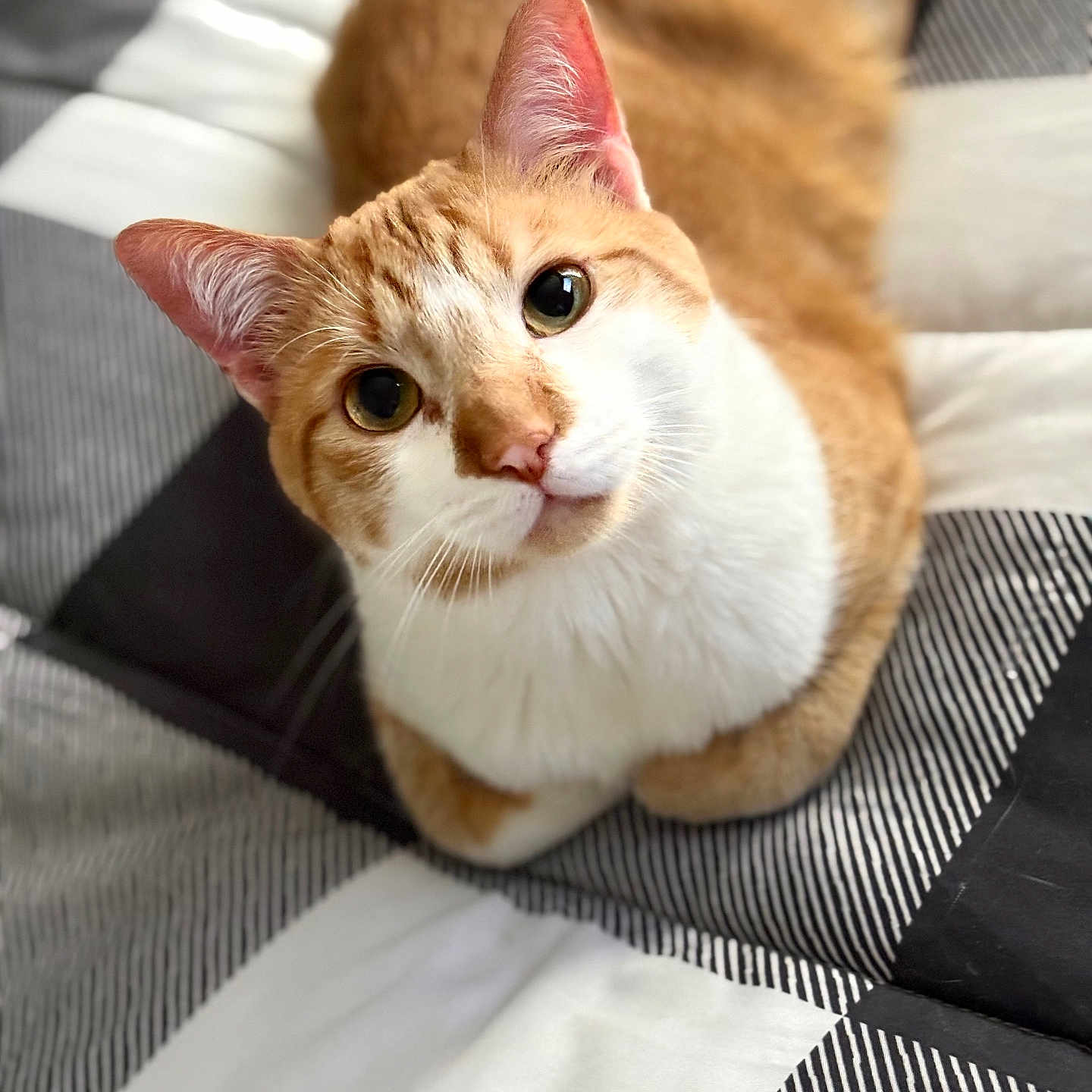 Salem Johnson is registered to the contest to win money with this photo: animal, bed, cat, cozy, curious, cute, domestic_cat, ears, face, feline, fur, indoor, looking_up, orange_cat, pet, portrait, quilt, striped, whiskers, white_fur