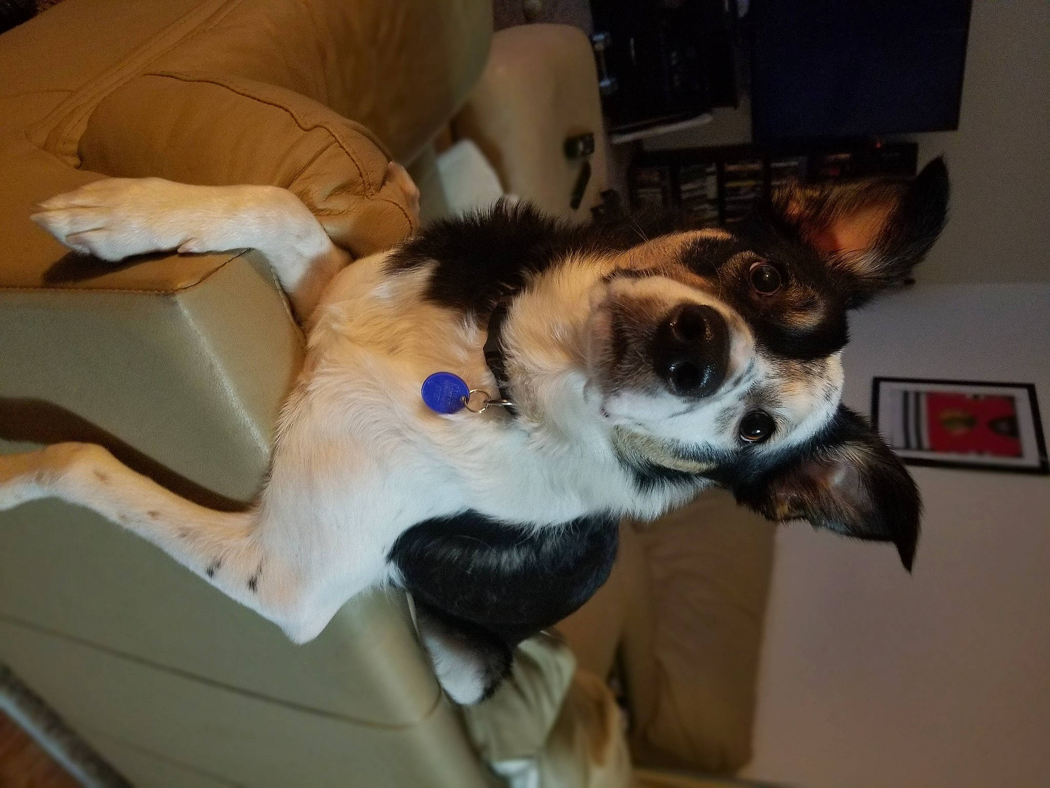 Cooper is registered to the contest to win money with this photo: canidae, cardigan_welsh_corgi, carnivore, companion_dog, dog, dog_breed, mammal, paw, snout, sporting_group, vertebrate, whiskers