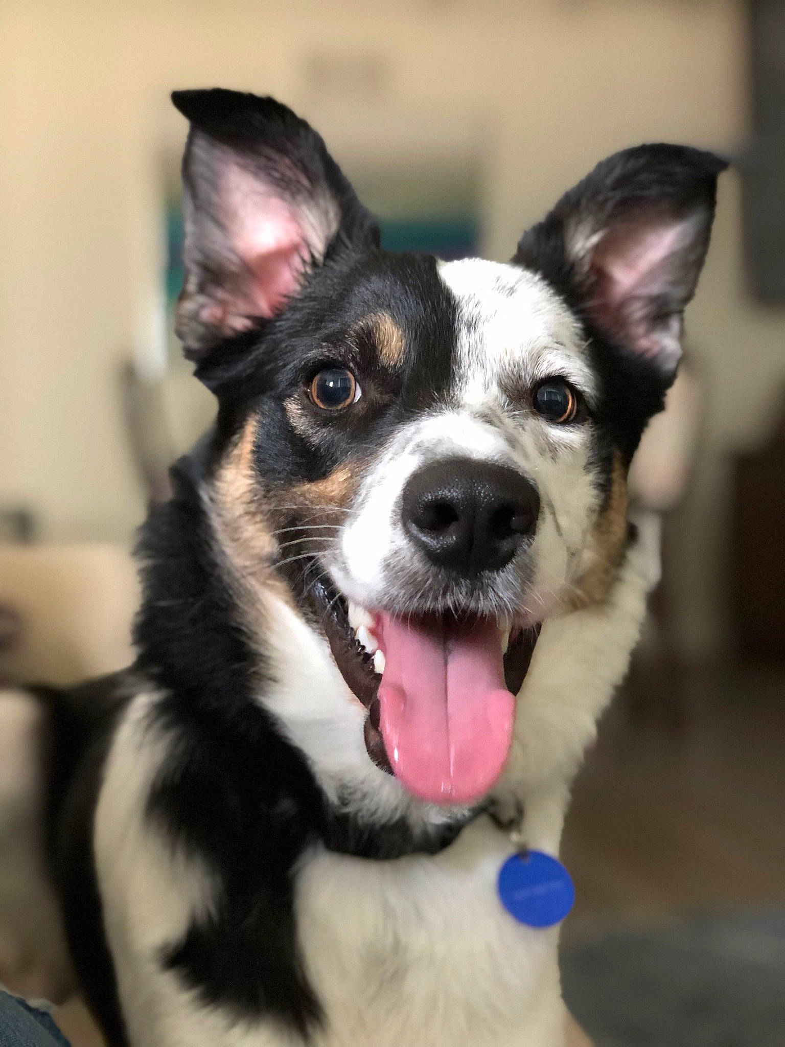 Cooper is registered to the contest to win money with this photo: australian_collie, border_collie, canidae, cardigan_welsh_corgi, carnivore, companion_dog, corgi_chihuahua, dog, dog_breed, herding_dog, koolie, mammal, pembroke_welsh_corgi, puppy, rare_breed_dog, snout, texas_heeler, vertebrate, welsh_corgi, whiskers