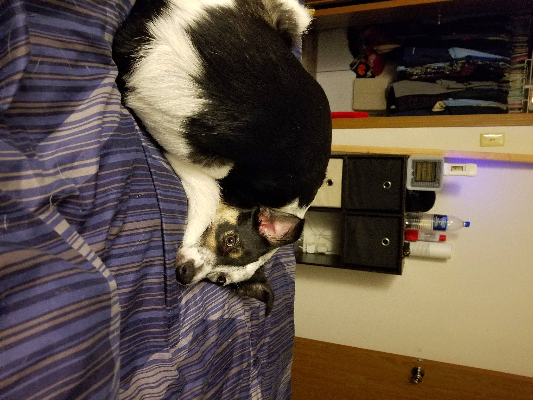 Cooper joined the competition — help win amazing prizes! carnivore, cat, felidae, fur, small_to_medium_sized_cats, square, tail, whiskers