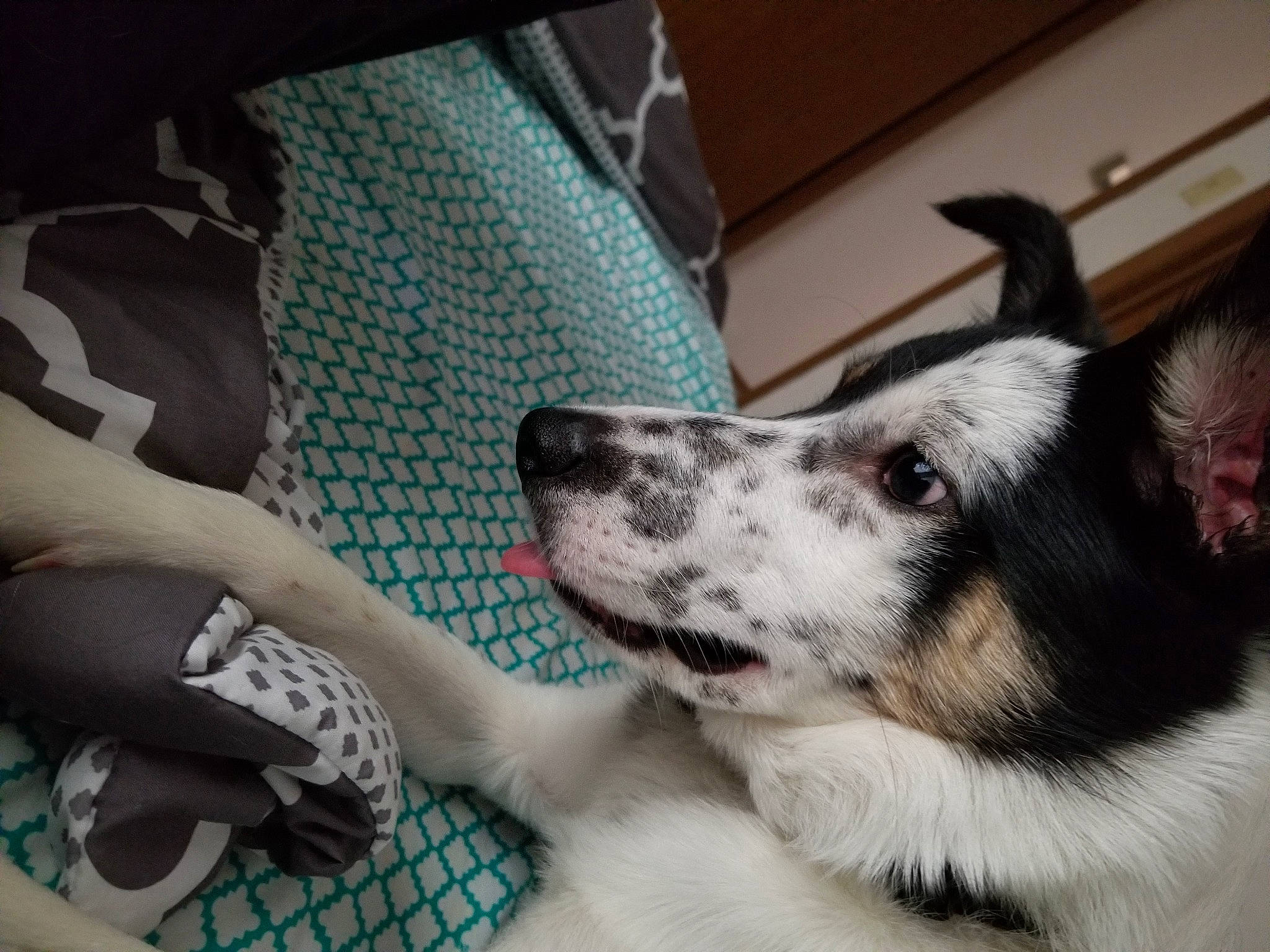Cooper joined the competition — help win amazing prizes! border_collie, canidae, cardigan_welsh_corgi, carnivore, companion_dog, dog, dog_breed, ear, fur, mammal, nose, puppy_love, rat_terrier, siberian_husky, snout, sporting_group, vertebrate, welsh_corgi, whiskers