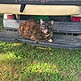 Kitty joined the competition — help win amazing prizes! animal, black, brown, cat, daylight, feline, golf_cart, grass, green, leaf, nature, outdoor, pet, relaxing, resting, step, sunlight, tortoiseshell, vehicle, yellow