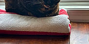 Kitty is registered to the contest to win money with this photo: animal, cat, cute, daylight, domestic, ears, face, feline, fur, grass, home, indoor, pet, relaxed, resting, tortoiseshell_cat, towel, whiskers, window, wooden_table