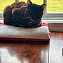 animal, cat, cute, daylight, domestic, ears, face, feline, fur, grass, home, indoor, pet, relaxed, resting, tortoiseshell_cat, towel, whiskers, window, wooden_table