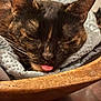 Kitty is registered to the contest to win money with this photo: animal, blanket, cat, closeup, cozy, cute, domestic_cat, face, feline, fur, indoor, pet, relaxed, resting, sleeping, soft_texture, tongue_out, tortoiseshell, whiskers, wooden_bowl