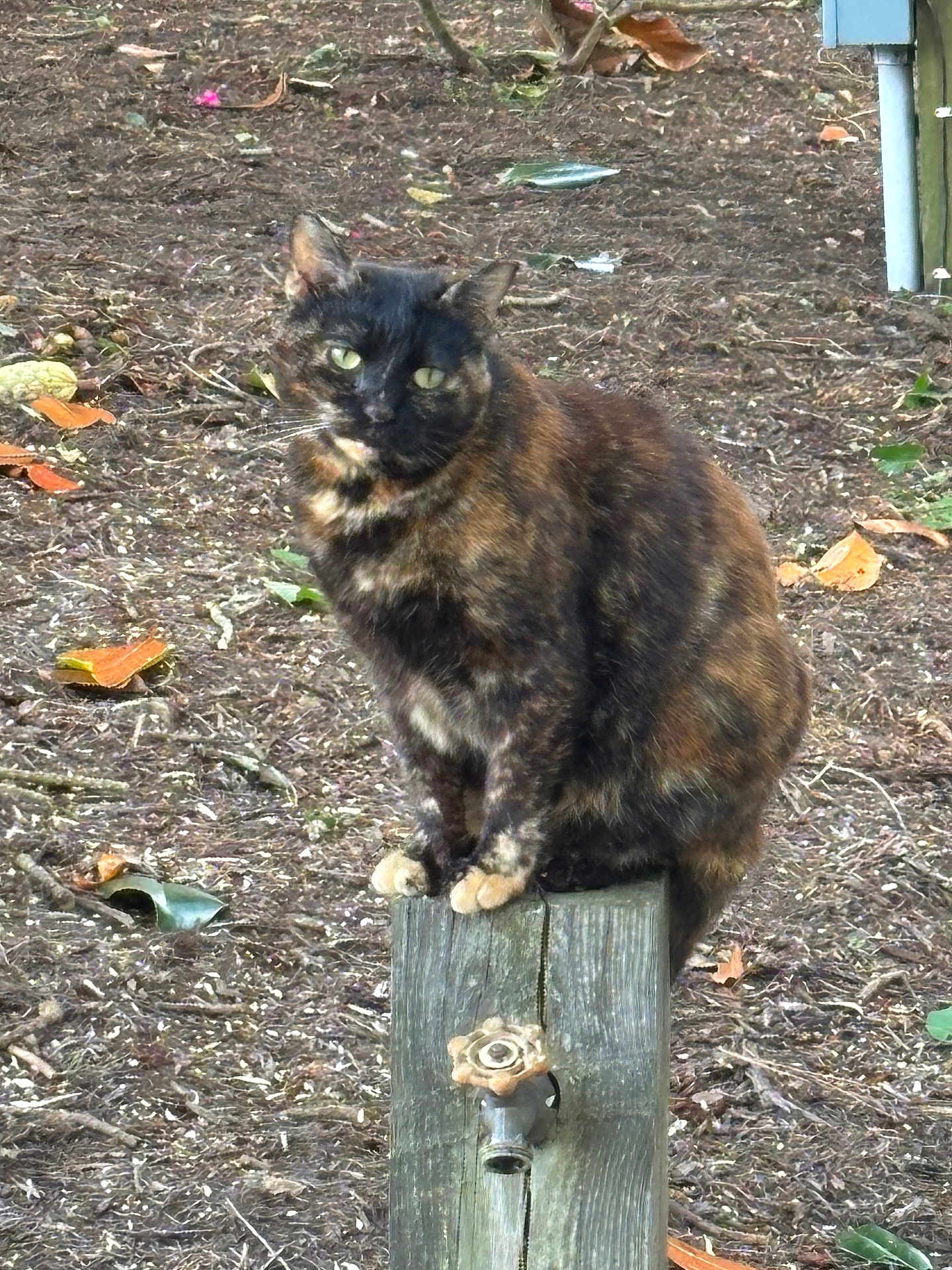 Kitty
