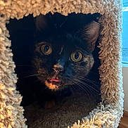 Kitty is registered to the contest to win money with this photo: animal, black_cat, carpet, cat, cat_condo, closeup, cozy, curious, cute, ears, face, furry, home, indoor, natural_light, pet, tongue_out, whiskers, wide_eyes, window