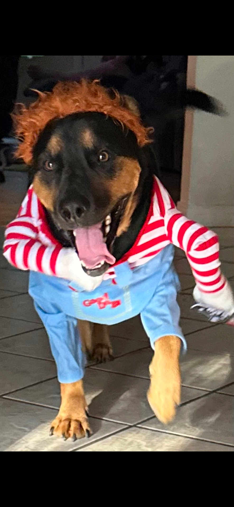 Dexter joined the competition — help win amazing prizes! dog, costume, indoor, tile_floor, running, tongue_out, wig, fake_arms, happy, pet, playful, brown, black, canine, animal, tail, funny, smiling, clothing, cute