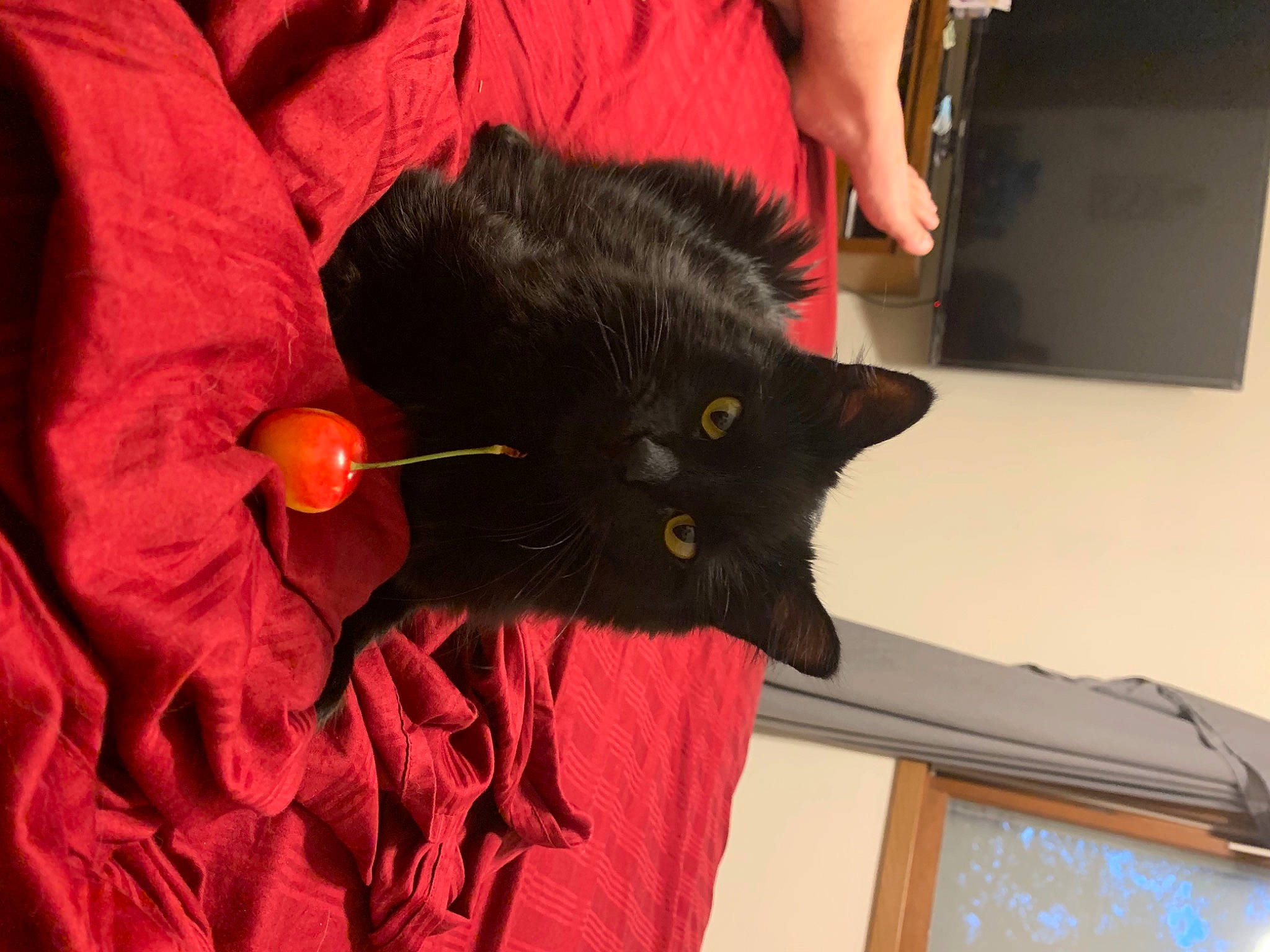 Rylee joined the competition — help win amazing prizes! black_cat, bombay, carmine, carnivore, cat, claw, comfort, domestic_short_haired_cat, ear, felidae, fur, gesture, picture_frame, plant, small_to_medium_sized_cats, snout, tail, whiskers