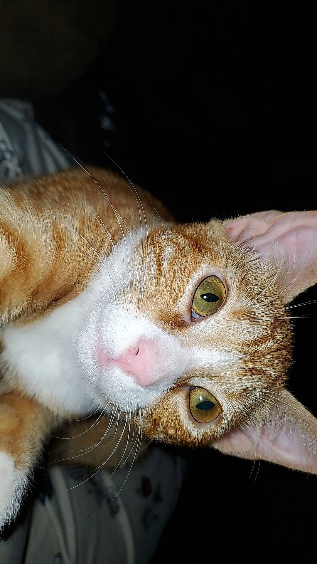 Gigi joined the competition — help win amazing prizes! carnivore, cat, claw, curious, domestic_short_haired_cat, ear, fawn, felidae, fur, paw, plant, small_to_medium_sized_cats, snout, whiskers