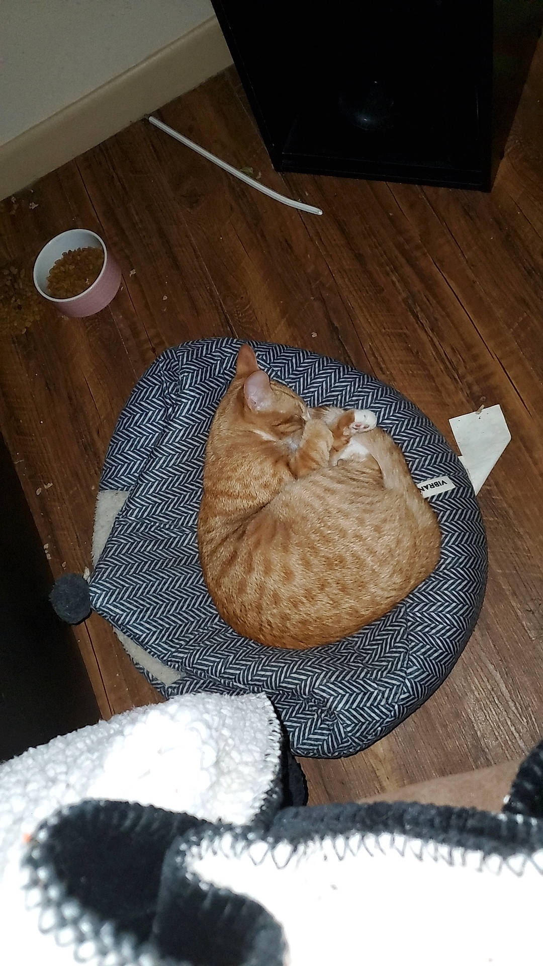 Gigi is registered to the contest to win money with this photo: carnivore, cat, comfort, cuisine, dish, domestic_short_haired_cat, fawn, felidae, flooring, food, fur, hardwood, ingredient, serveware, small_to_medium_sized_cats, table, tableware, tail, whiskers, wood