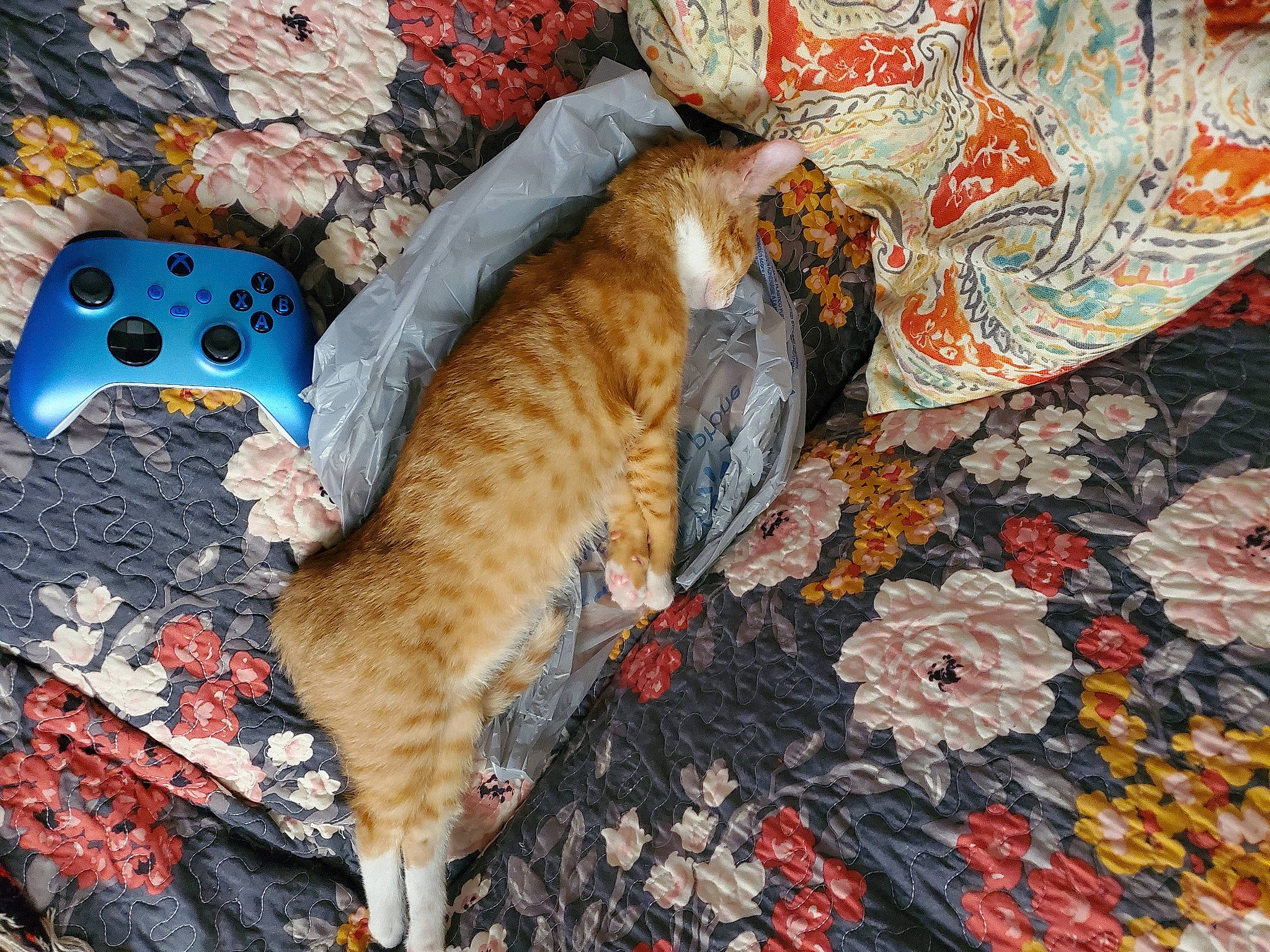 Gigi is registered to the contest to win money with this photo: carnivore, cat, comfort, domestic_short_haired_cat, felidae, flooring, fur, game_controller, input_device, joystick, pattern, paw, small_to_medium_sized_cats, tail, tree, whiskers, wood