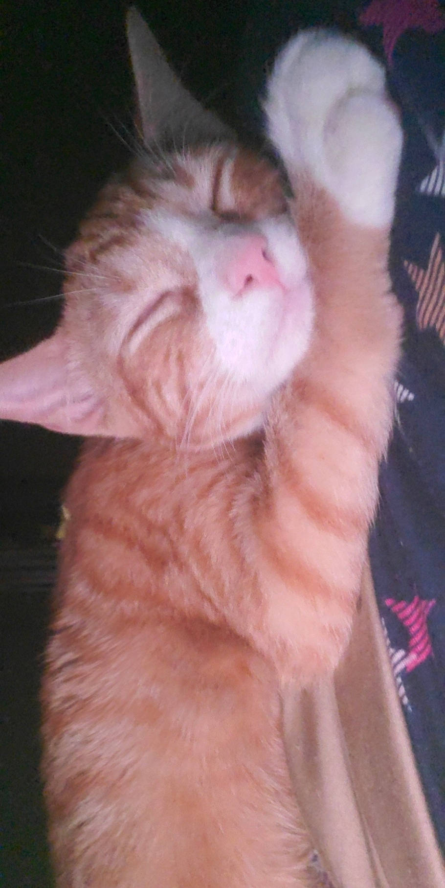 Gigi joined the competition — help win amazing prizes! carnivore, cat, claw, ear, fang, fawn, felidae, fur, gesture, paw, pink, small_to_medium_sized_cats, snout, tail, whiskers