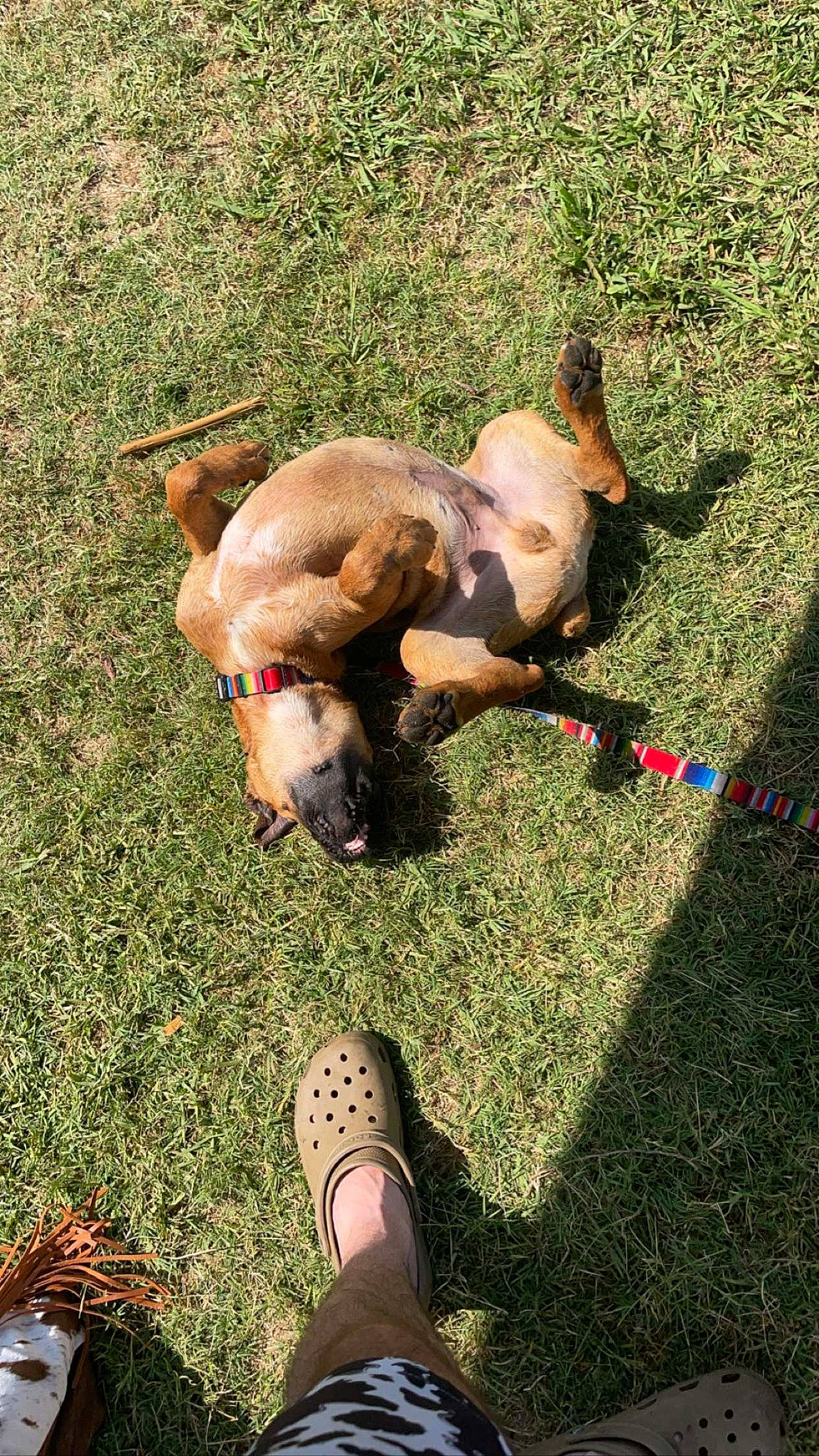 Titus joined the competition — help win amazing prizes! barefoot, canidae, carnivore, companion_dog, dog, dog_breed, fawn, flooring, foot, grass, human_leg, lawn, people_in_nature, plant, recreation, sandal, shadow, soil, sporting_group, tail