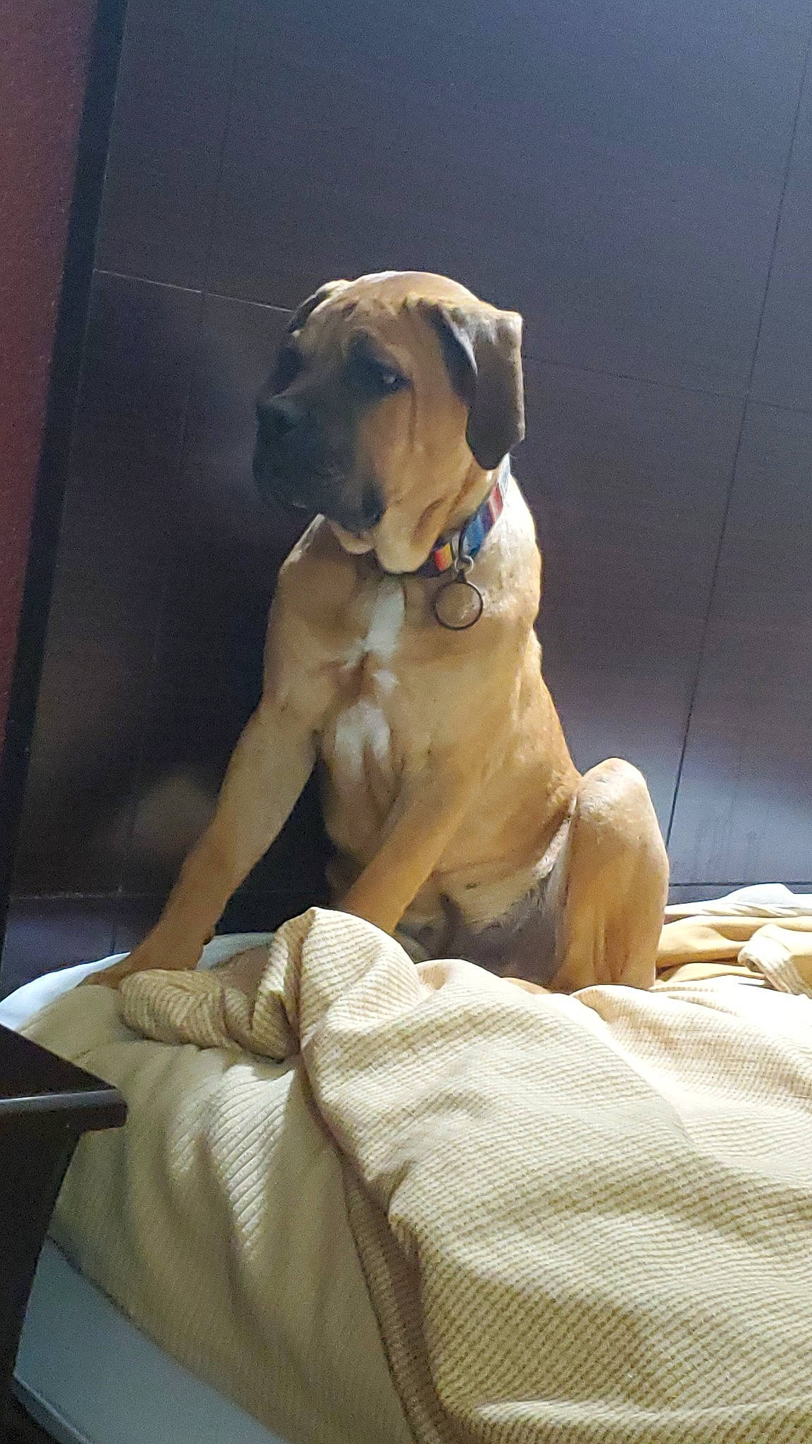 Titus joined the competition — help win amazing prizes! canidae, carnivore, collar, comfort, companion_dog, dog, dog_breed, dog_collar, dog_supply, fawn, molosser, paw, pet_supply, sitting, snout, sporting_group, whiskers, working_animal, working_dog, wrinkle