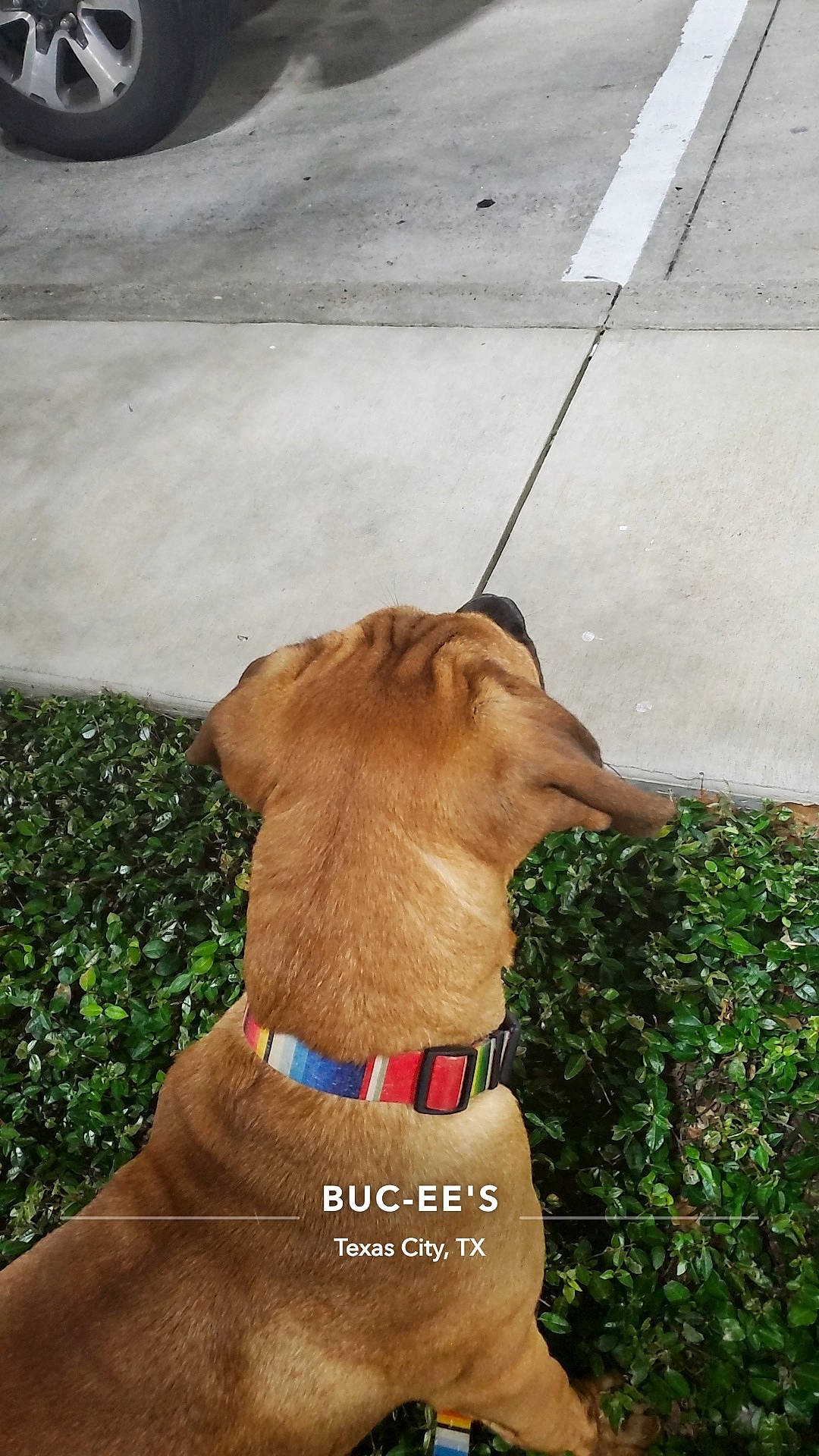 Titus is registered to the contest to win money with this photo: canidae, carnivore, collar, companion_dog, dog, dog_breed, dog_collar, dog_supply, fashion_accessory, fawn, leash, liver, non_sporting_group, pet_supply, plant, snout, sporting_group, tail, working_animal, working_dog