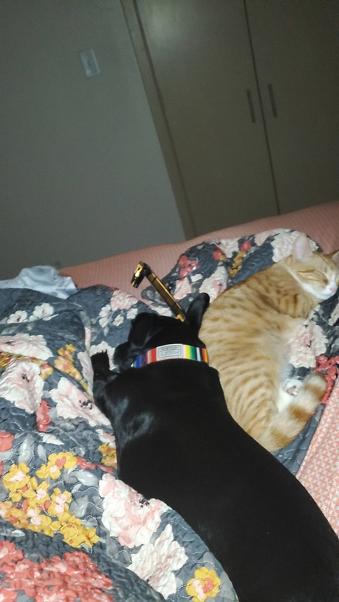 Alfred joined the competition — help win amazing prizes! canidae, carnivore, cat, collar, comfort, companion_dog, dog, dog_breed, dog_collar, dog_supply, domestic_short_haired_cat, fawn, felidae, fur, linens, pet_supply, small_to_medium_sized_cats, sporting_group, tail, whiskers