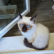 Athena participe au concours pour gagner de l'argent avec cette photo : kitten, cat, blue_eyes, fluffy, windowsill, indoor, reflection, cat_litter_box, cat_toys, curious, pet, animal, feline, whiskers, tail, floor, glass, cozy, young_cat, sitting
