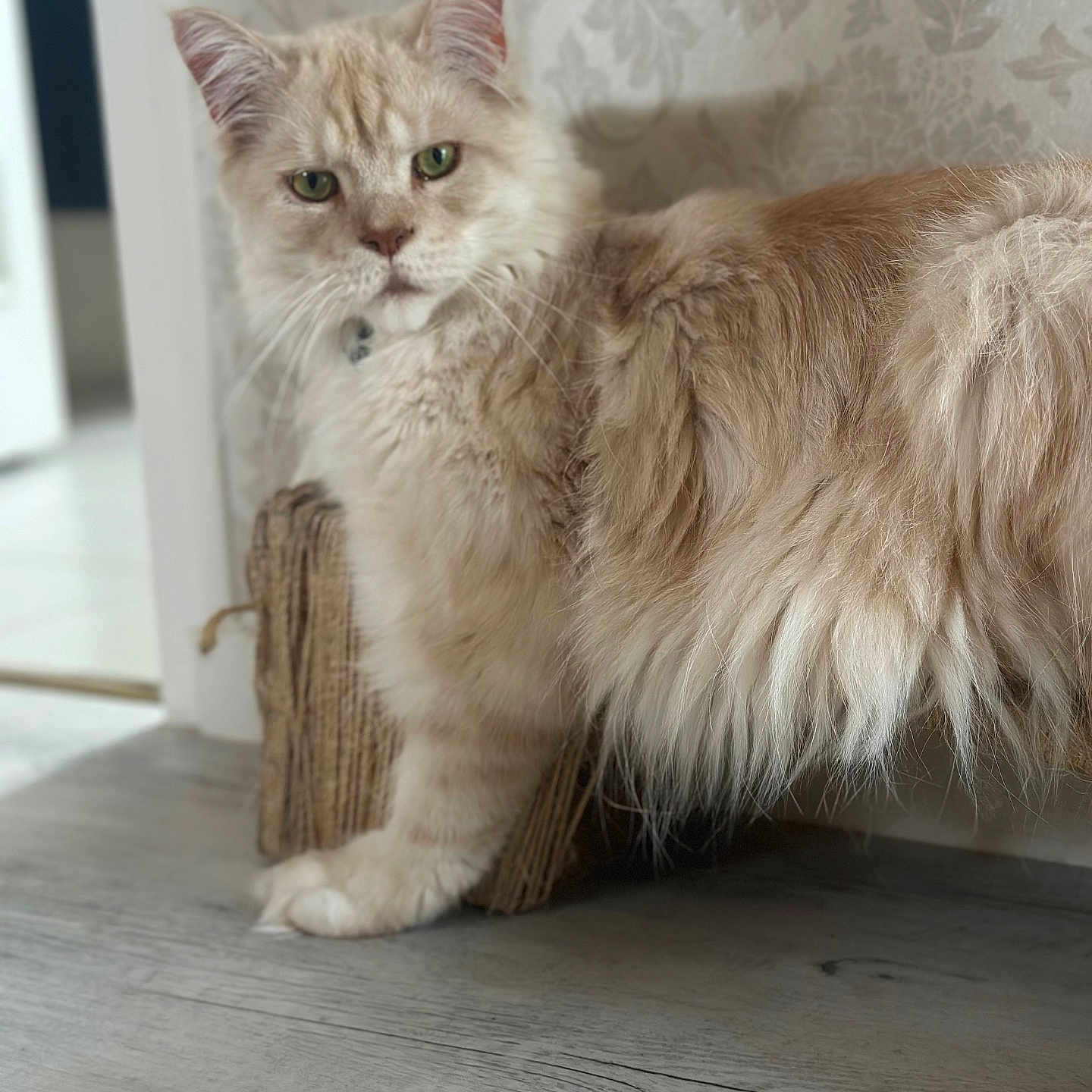Urus participe au concours pour gagner de l'argent avec cette photo : animal, cat, close_up, cream_colored, curious, domestic, ears, feline, flooring, fluffy, fur, green_eyes, home, indoor, paw, pet, scratching_post, standing, wallpaper, whiskers