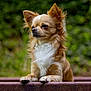 dog, chihuahua, small_dog, pet, animal, outdoor, nature, fur, portrait, cute, brown_fur, white_fur, ears, face, paws, wood, bench, greenery, blurred_background, calm