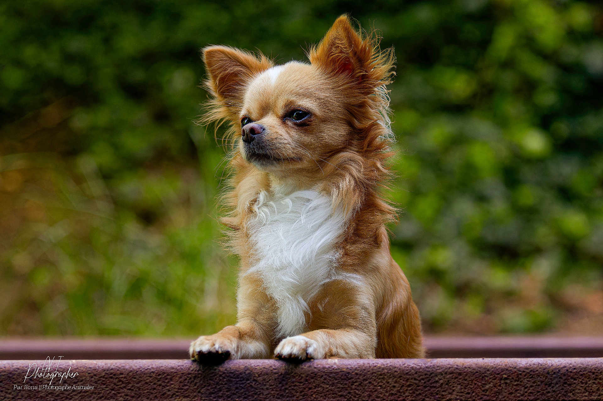 Spooni participe au concours pour gagner de l'argent avec cette photo : dog, chihuahua, small_dog, pet, animal, outdoor, nature, fur, portrait, cute, brown_fur, white_fur, ears, face, paws, wood, bench, greenery, blurred_background, calm
