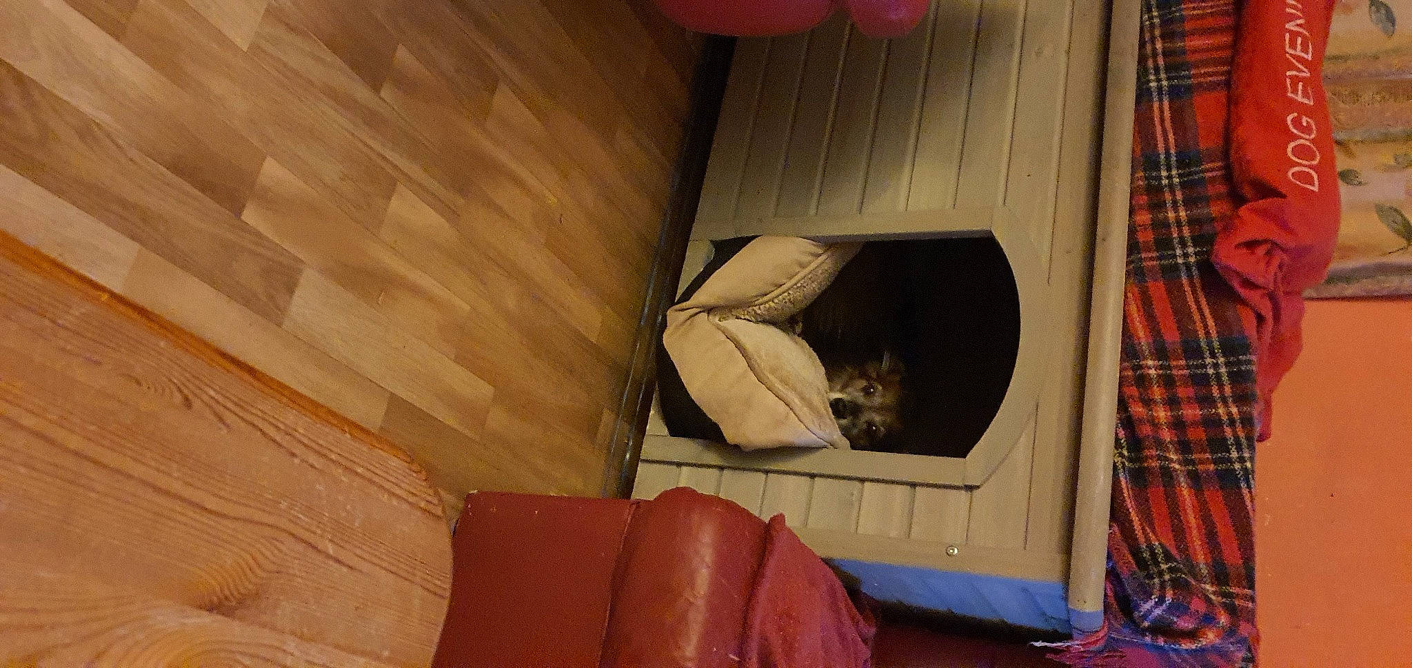 Mamy a rejoint le concours — aidez-le/la à gagner de superbes lots ! brown, carmine, carnivore, comfort, curtain, door, felidae, flooring, hardwood, house, magenta, pattern, plaid, room, tartan, tints_and_shades, visual_arts, window, window_treatment, wood