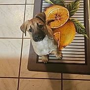 Maverick joined the competition — help win amazing prizes! animal, black, brown, collar, cute, dog, domestic, ears, floor, fruit, indoor, leaf, looking_up, mat, orange, pet, puppy, tile, white, young