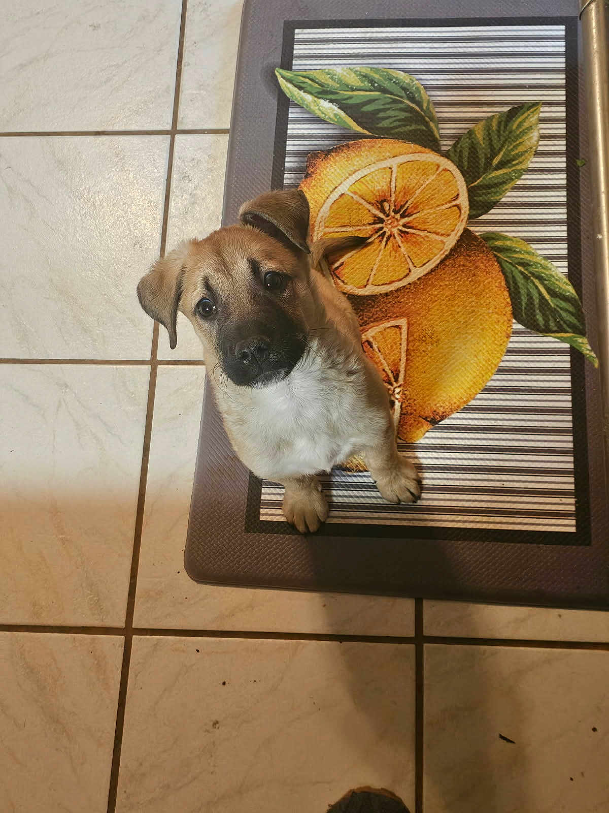 Maverick