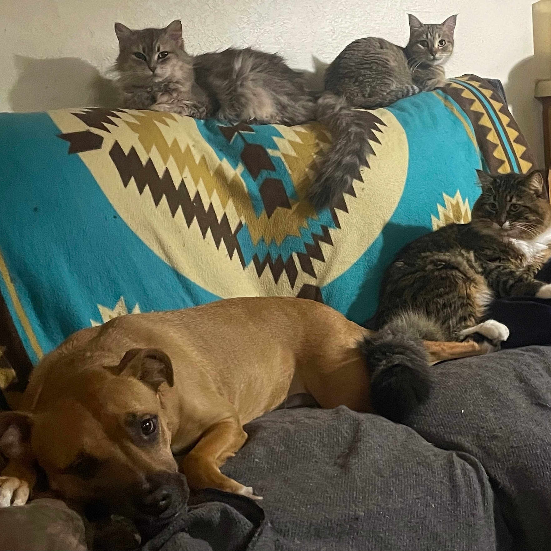 Dude Echo Sage Boss joined the competition — help win amazing prizes! animal, blanket, canine, cat, comfortable, couch, cozy, dog, domestic, feline, fur, home, indoor, laying_down, living_room, mammal, patterned_blanket, pet, relaxed, resting