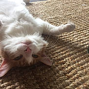 Guizmo a rejoint le concours — aidez-le/la à gagner de superbes lots ! cat, pet, kitten, orange_and_white_fur, white_fur, fluffy, whiskers, pink_nose, ear, paw, lying_down, relaxed, rug, woven_rug, indoor, close_up, portrait, floor_tiles, cute, home