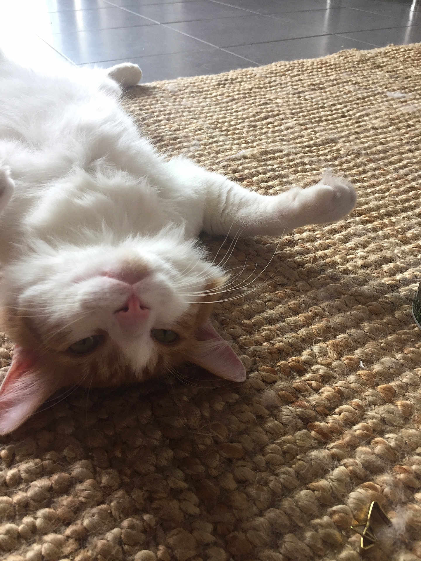 Guizmo a rejoint le concours — aidez-le/la à gagner de superbes lots ! cat, pet, kitten, orange_and_white_fur, white_fur, fluffy, whiskers, pink_nose, ear, paw, lying_down, relaxed, rug, woven_rug, indoor, close_up, portrait, floor_tiles, cute, home