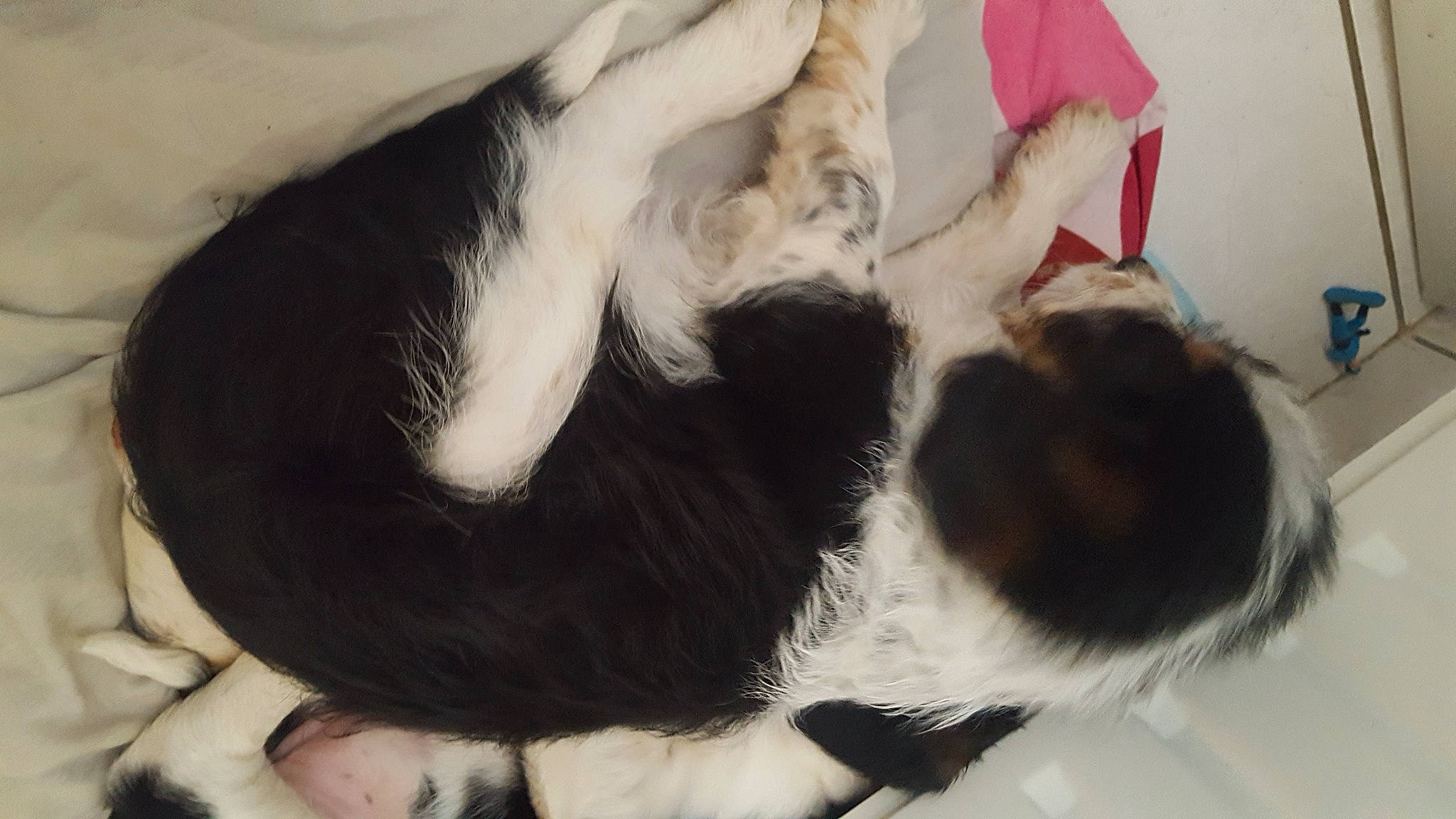 Oria participe au concours pour gagner de l'argent avec cette photo : art, canidae, carnivore, claw, comfort, companion_dog, dog, dog_breed, fawn, felidae, foot, fur, gesture, human_leg, nap, paw, small_to_medium_sized_cats, sporting_group, tail, whiskers