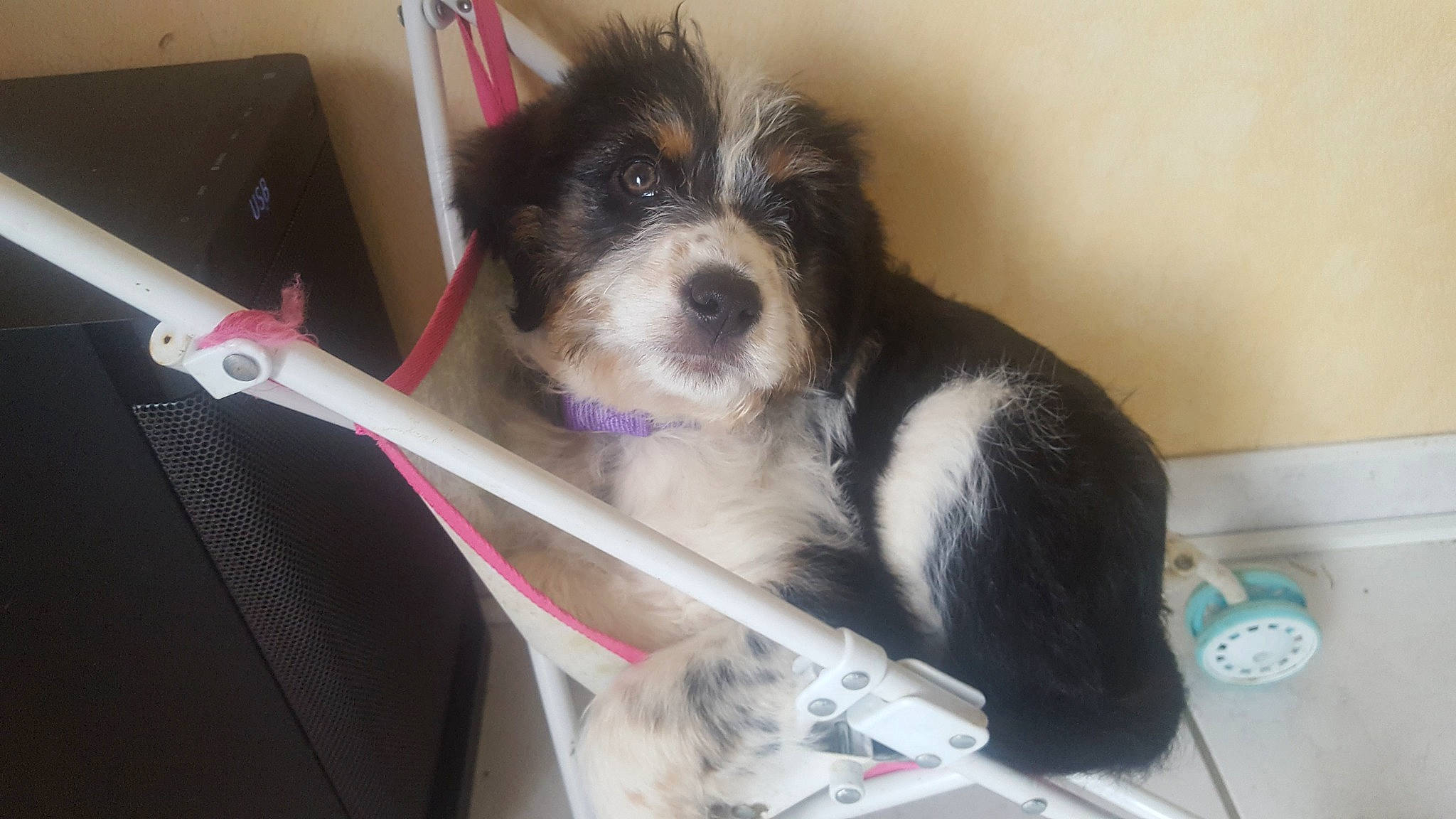 Oria a rejoint le concours — aidez-le/la à gagner de superbes lots ! bathroom, canidae, carnivore, cavalier_king_charles_spaniel, companion_dog, dog, dog_breed, dog_crate, dog_supply, fur, non_sporting_group, plumbing_fixture, puppy, shih_poo, snout, terrier, toy, toy_dog, working_animal, working_dog