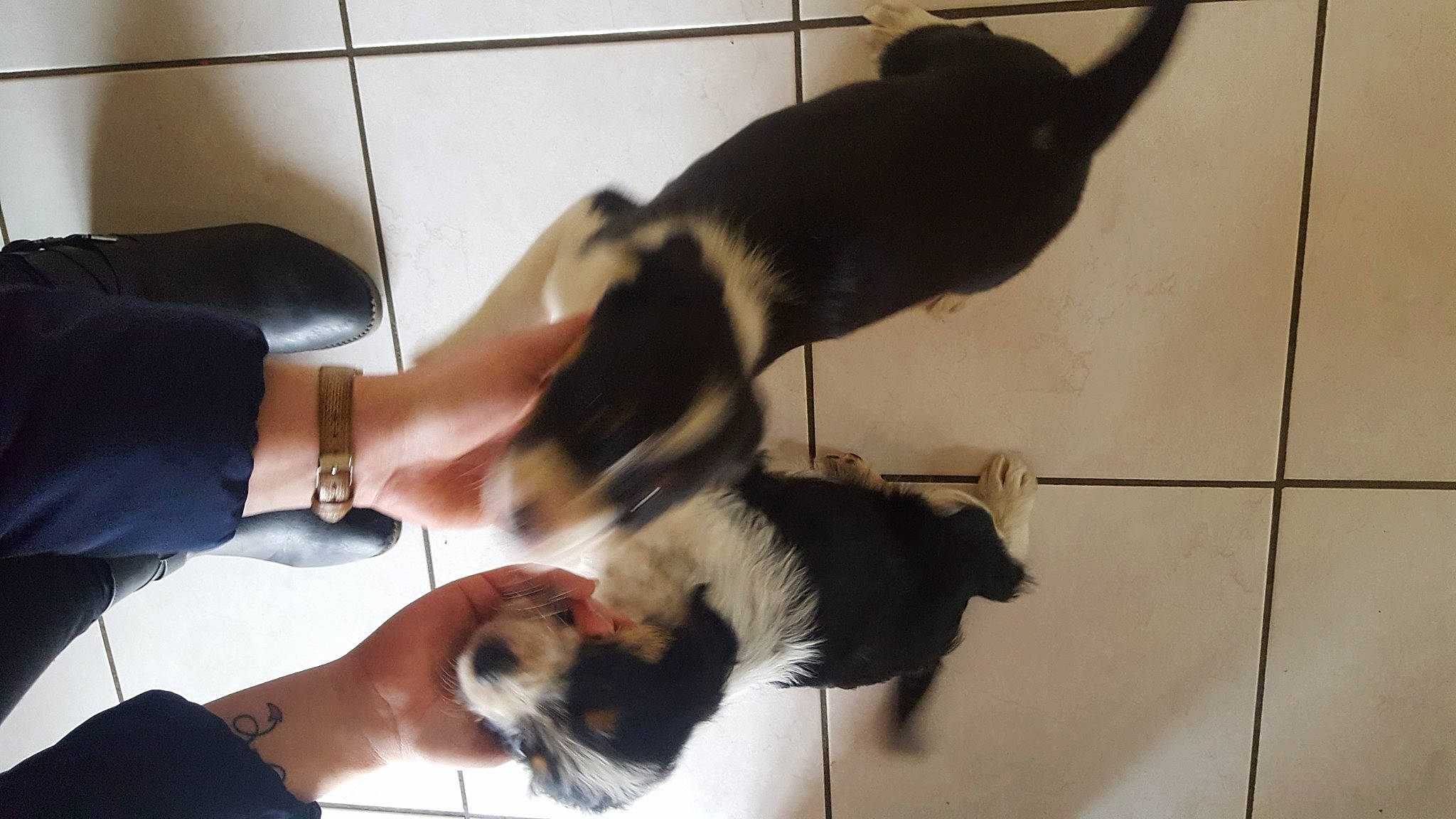 Oria a rejoint le concours — aidez-le/la à gagner de superbes lots ! canidae, carnivore, comfort, companion_dog, dog, dog_breed, elbow, fawn, floor, flooring, foot, fur, gesture, human_leg, pet_supply, snout, sporting_group, tail, working_animal, wrist