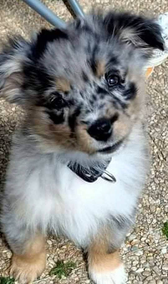 Spyke a rejoint le concours — aidez-le/la à gagner de superbes lots ! ancient_dog_breeds, australian_shepherd, canidae, carnivore, companion_dog, dog, dog_breed, felidae, fur, grass, puppy, snout, sporting_group, terrestrial_animal, toy_dog, whiskers, wildlife, working_dog