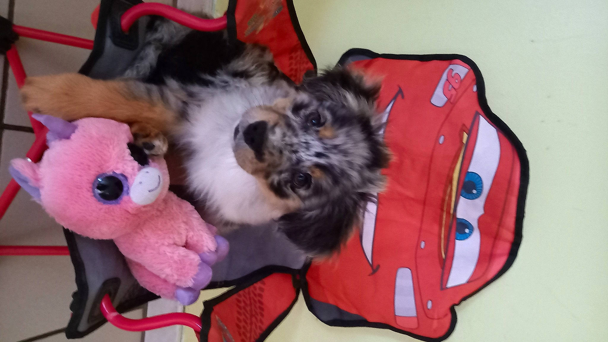 Spyke a rejoint le concours — aidez-le/la à gagner de superbes lots ! bag, canidae, carmine, carnivore, comfort, companion_dog, dog, dog_bed, dog_breed, dog_supply, fawn, felidae, fur, paw, pet_supply, small_to_medium_sized_cats, sporting_group, tail, toy, whiskers