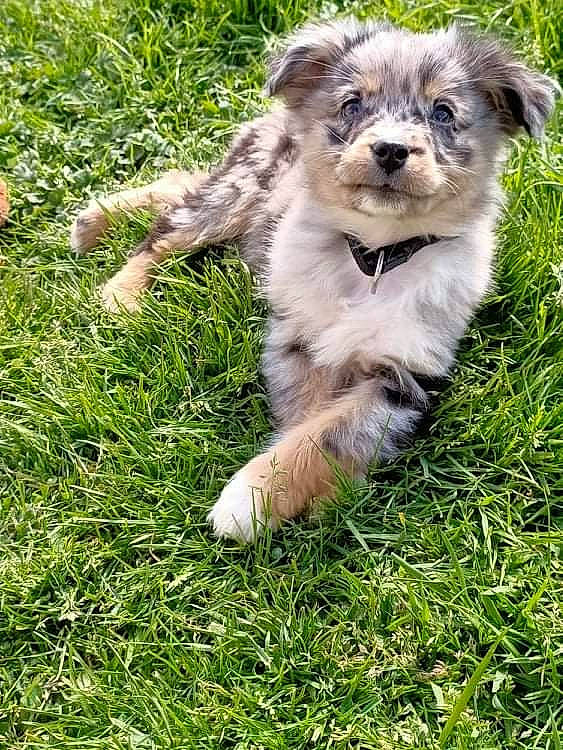 Spyke a rejoint le concours — aidez-le/la à gagner de superbes lots ! canidae, carnivore, companion_dog, dog_breed, fawn, felidae, fur, grass, grassland, groundcover, livestock, plant, puppy, snout, sporting_group, tail, terrestrial_animal, whiskers, wildlife, zoo