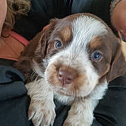 Altesse a rejoint le concours — aidez-le/la à gagner de superbes lots ! puppy, dog, pet, cute, fur, brown_and_white, close_up, indoor, fireplace, warmth, cozy, hands, holding, comfort, animal, young, adorable, snout, whiskers, nail