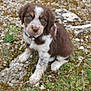 puppy, dog, brown, white, sitting, outdoor, moss, rocks, leash, collar, cute, young, animal, pet, fur, eyes, nature, ground, small, mammal