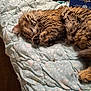 animal, bedroom, blanket, cat, comfort, cozy, cute, domestic, fluffy, fur, indoor, paws, peaceful, pet, relaxing, rest, sleeping, soft, tabby, whiskers