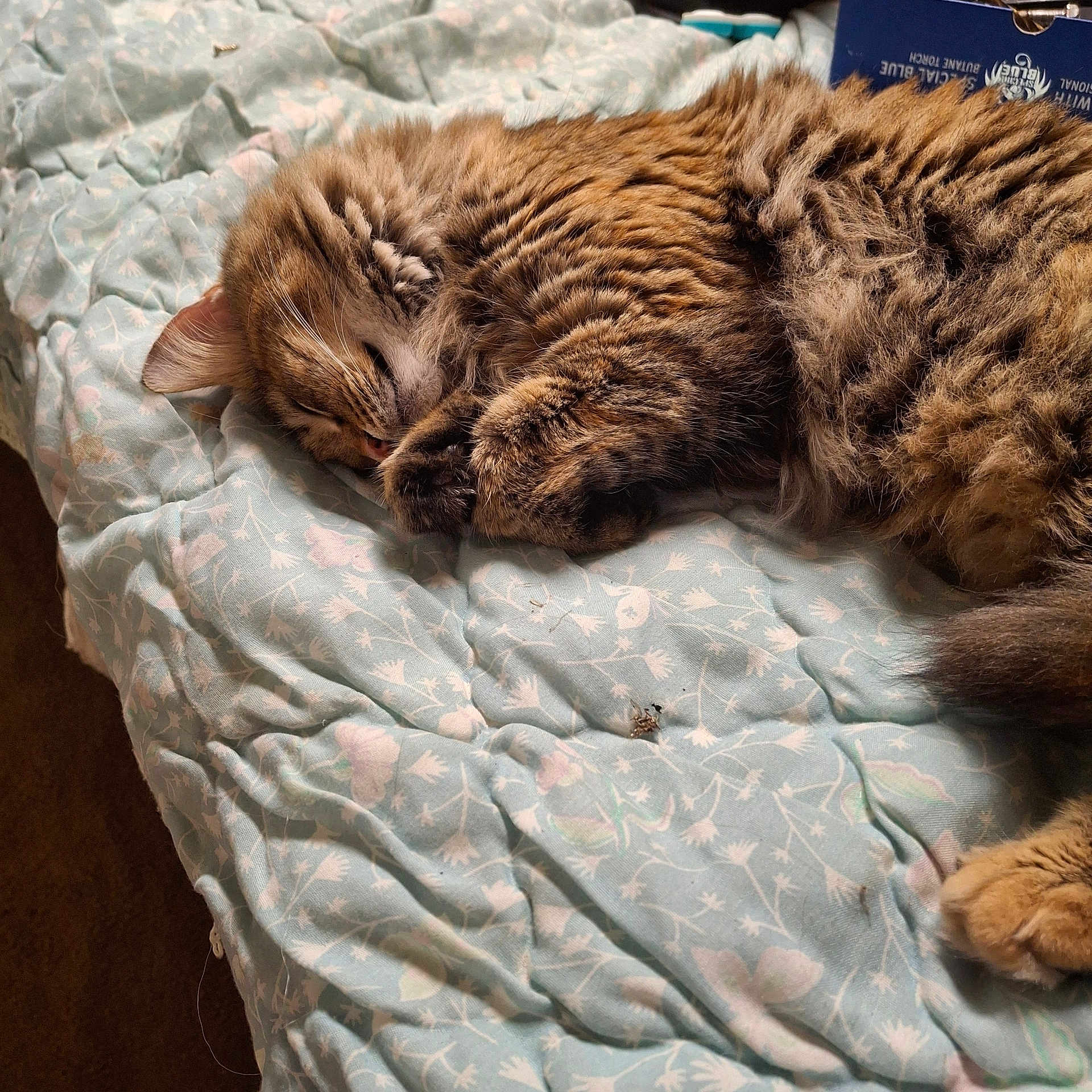 Little Girl is registered to the contest to win money with this photo: cat, sleeping, tabby, fur, pet, cozy, blanket, fluffy, indoor, rest, animal, cute, relaxing, whiskers, paws, bedroom, soft, comfort, peaceful, domestic