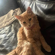 Mulan is registered to the contest to win money with this photo: cat, orange_cat, fluffy_cat, pet, indoor, couch, leather_couch, furniture, relaxed, curious, animal, whiskers, ears, tail, fur, domestic_animal, home, cozy, soft_light, blanket