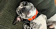 Cletus Leroy is registered to the contest to win money with this photo: animal, canine, cushion, cute, dog, ears, funny_expression, fur, green_cushion, indoor, lying_down, nose, orange_collar, paw, pet, playful, relaxed, spotted_dog, tongue, wood_floor