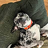 animal, canine, cushion, cute, dog, ears, funny_expression, fur, green_cushion, indoor, lying_down, nose, orange_collar, paw, pet, playful, relaxed, spotted_dog, tongue, wood_floor