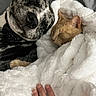 animal, blanket, cat, closeup, comfort, companion, cozy, dog, friendship, fur, hand, indoor, nap, paw, pet, relaxation, resting, sleeping, snuggling, warmth