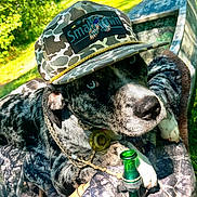 Cletus Leroy is registered to the contest to win money with this photo: dog, camouflage, hat, outdoor, boat, greenery, sunlight, grass, trees, pet, animal, nature, relaxing, canine, portrait, summer, camouflage_blanket, close_up, leash, daytime