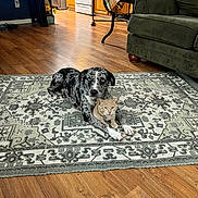 Cletus Leroy is registered to the contest to win money with this photo: animal, cat, couch, cozy, dog, domestic, flooring, flower_vase, foot, furniture, home, interior, kitchen_appliances, living_room, patterned_rug, pet, photo_frame, rug, table, wooden_floor