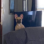 Gizmo joined the competition — help win amazing prizes! dog, indoor, couch, television, window, mirror, blanket, ears, pet, furniture, living_room, curious, brown_dog, daylight, wall, door, reflection, quiet, home, resting