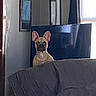dog, indoor, couch, television, window, mirror, blanket, ears, pet, furniture, living_room, curious, brown_dog, daylight, wall, door, reflection, quiet, home, resting